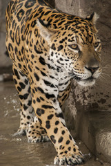 Fototapeta na wymiar Persian leopard - Armenia