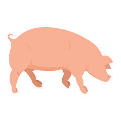Pink pig in flat style.