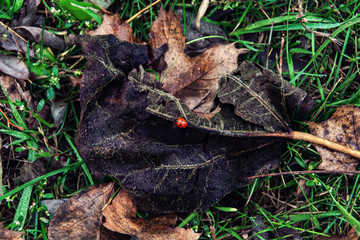 Green grass and dry leaves with a red ladybug from above, nature background