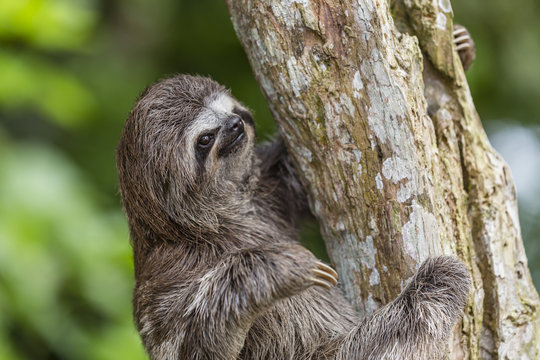 A captive pet brown-throated sloth (Bradypus variegatus), San Francisco Village, Loreto, Peru