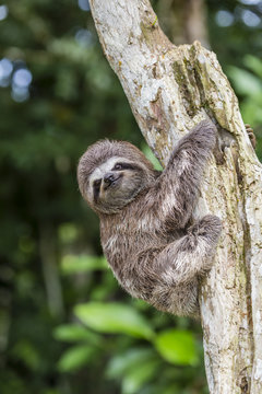 A captive pet brown-throated sloth (Bradypus variegatus), San Francisco Village, Loreto, Peru