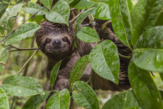 A wild brown-throated sloth (Bradypus variegatus), Landing Casual, Upper Amazon River Basin, Loreto, Peru