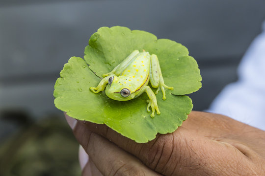 A captured common polkadot treefrog (Hyla punctata), El Dorado Ca�&ntilde;o, Loreto, Peru