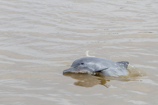 Adult gray dolphin (bufeo gris) (Sotalia fluviatilis), Amazon National Park, Loreto, Peru