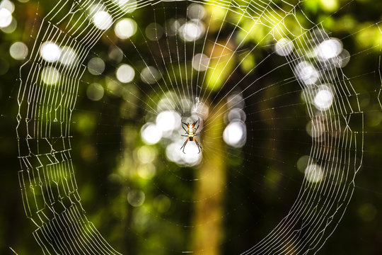 A Demon Spider (Microthena Spp) In Its Web, Amazon National Park, Loreto, Peru