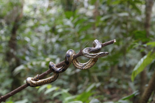 A wild green anaconda (Eunectes murinus), Amazon National Park, Loreto, Peru