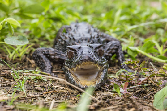 A captive Schneider's smooth-fronted caiman (Paleosuchus trigonatus), San Francisco Village, Loreto, Peru