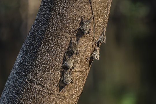 Adult proboscis bats (Rhynchonycteris naso) on tree in Yanallpa Ca�&ntilde;o, Ucayali River, Loreto, Peru