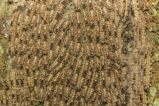 Caterpillars on tree bark, Upper Amazon River Basin, Amazon National Park, Loreto, Peru