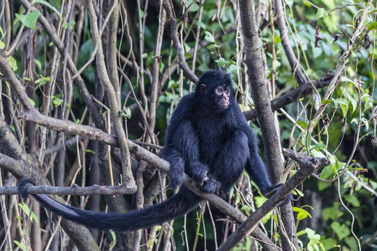 Adult spider monkey (Ateles spp), San Miguel Ca�&ntilde;o, Loreto, Peru