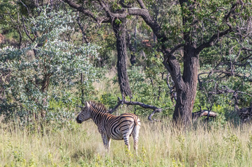 Zebra's grazing in the  wild at the Welgevonden Game Reserve in South Africa