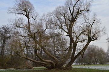 Park mit Kletterbaum