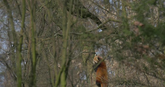 Red Panda in Forest
