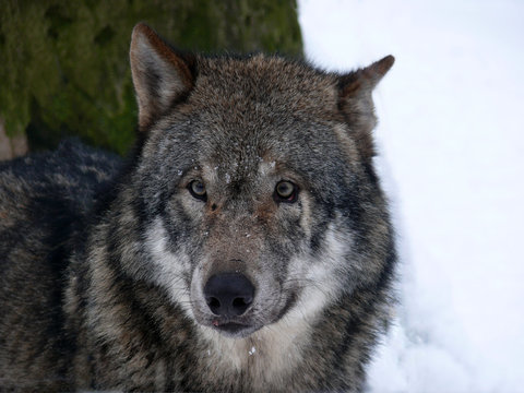 Das Portrait eines Wolfes © Joerg Sabel