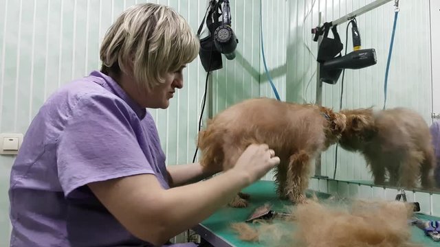 Woman groomer makes trimming Brussels Griffon gog