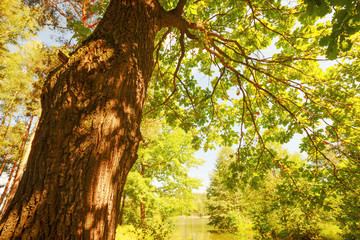 Obraz premium forest on the shore of lake