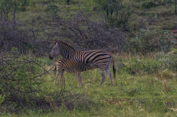 Zebra's grazing in the  wild at the Welgevonden Game Reserve in South Africa