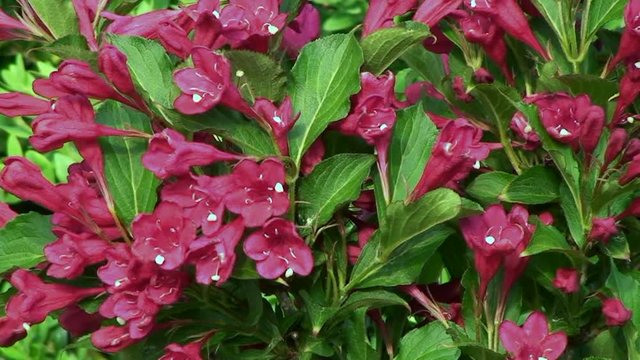 Die roten Bl&uuml;ten der Weigelie bewegen sich heftig im Wind