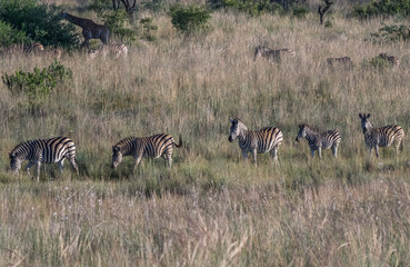 Naklejka na ściany i meble Zebra's grazing in the wild at the Welgevonden Game Reserve in South Africa
