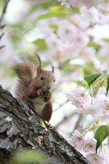 エゾリス,ネズミ目,リス科,リス属,キタリス種の亜種