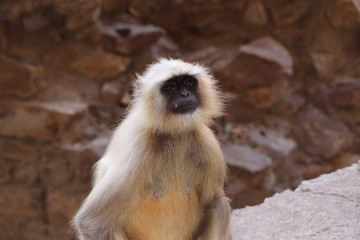 Monkeys are sitting in forest environment.