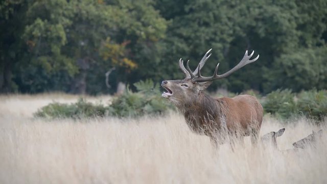 Red Deer, Deer, Cervus elaphus - Rut time.