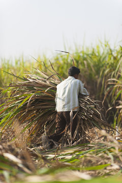 A man harvests sugarcane in Uttarakhand