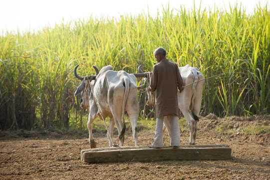 A man works with a traditional plough being pulled by cows surrounded by fields of sugarcane in Uttarakhand (Uttaranchal)