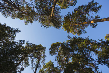  the autumn pine forest