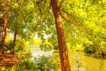  forest on the shore of lake