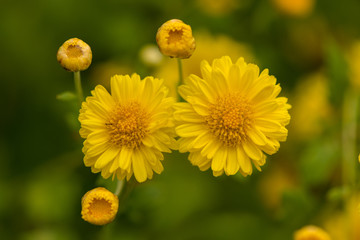 Yellow Chrysanthemum flower