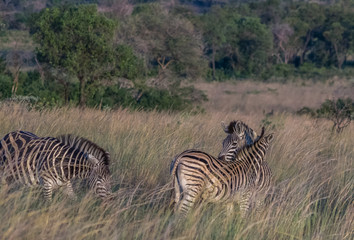 Fototapeta na wymiar Zebra's grazing in the wild at the Welgevonden Game Reserve in South Africa