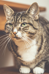 cute tabby cat on a chair