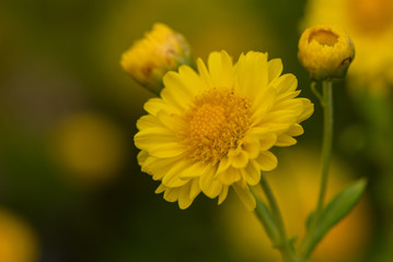 Yellow Chrysanthemum flower