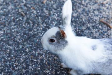 Cute rabbits in rabbit island