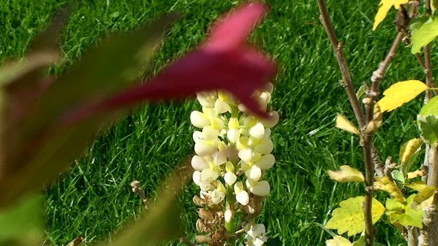 Hinter der verschwommenen im Wind schaukelnden Weigelienbl&uuml;te zeigt sich ganz ruhig eine gelbe Lupine