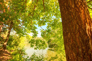 Fototapeta premium forest on the shore of lake