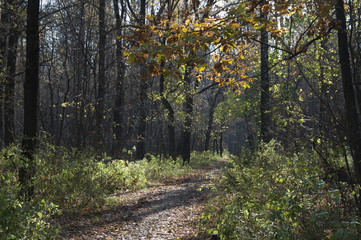 Autumn landscape with a path