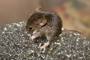 Mouse on a metal grid