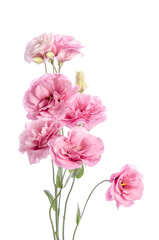 bunch of pink eustoma flowers