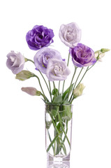 bunch of white and violet eustoma flowers in glass vase