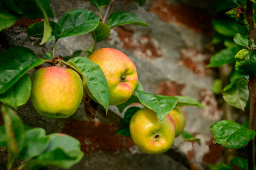 Blenheim Orange © cornfield