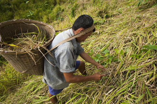 A man works in a Jhum field (mixed cropping) in Rangamati, Chittagong Hill Tracts, Bangladesh