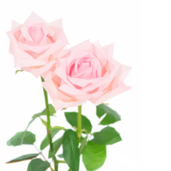 Low poly illustration Two pink blooming fresh rose buds with green leaves isolated on white background