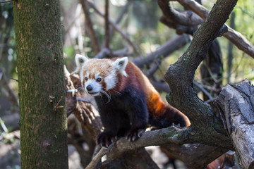 Red panda in New York zoo