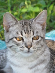 Piercing eyes smoky gray cat to the side on a green background