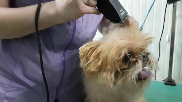 Woman groomer makes trimming Brussels Griffon gog