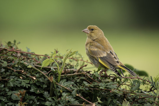 An alert greenfinch perched on the top of a hedge looking to the left of the photograph