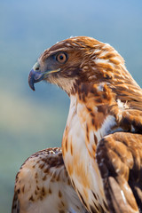 Eagle of red tail (Buteo jamaicensis)