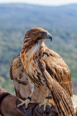 Eagle of red tail (Buteo jamaicensis)